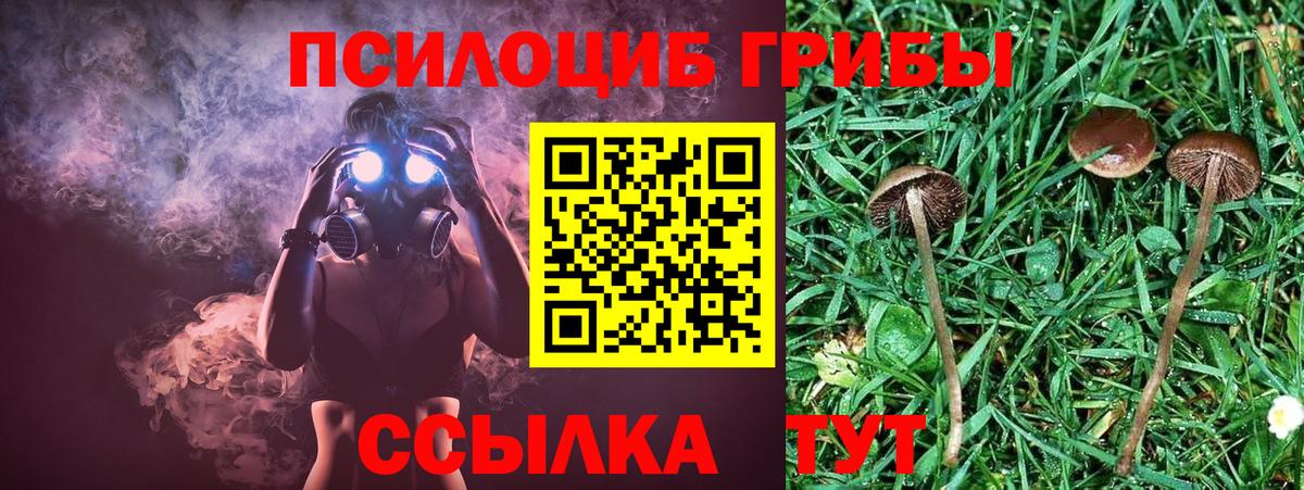 Верхняя Пышма  Псилоцибиновые грибы MAGIC MUSHROOMS  Вход с VPN 